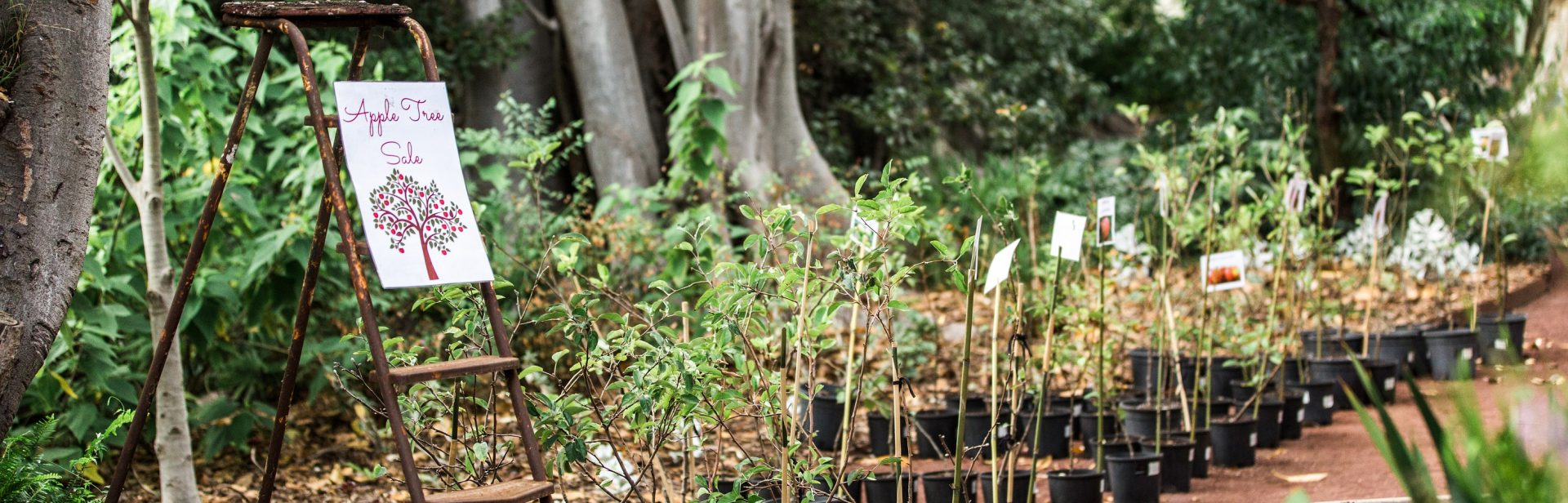 Rippon Lea Heritage Apple Tree Sale